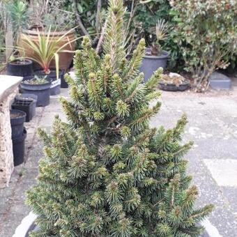 Picea abies 'Will's Zwerg'