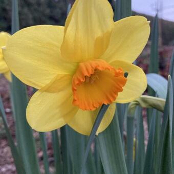 Narcissus 'Fortissimo'