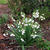 Leucojum aestivum