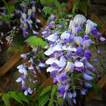 Wisteria sinensis 'Golden King'