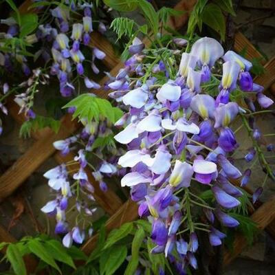 Wisteria sinensis 'Golden King' - 