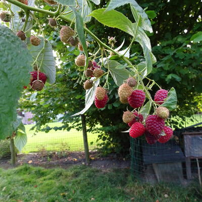 Rubus idaeus ´Héritage´