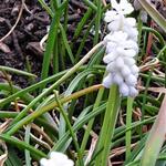 Muscari armeniacum 'Venus' - 