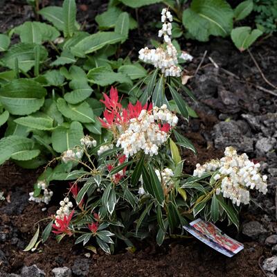 Pieris 'Flaming Silver' - Pieris 'Flaming Silver'