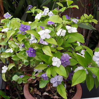 Brunfelsia pauciflora