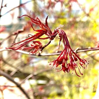 Acer palmatum 'Atrolineare'