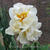 Narcissus tazetta 'Bridal Crown'