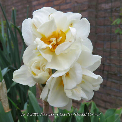 Narcissus tazetta 'Bridal Crown' - 