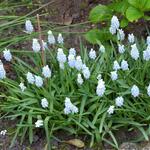 Muscari armeniacum 'Peppermint' - 