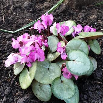 Cyclamen coum ´Silver Leaf´