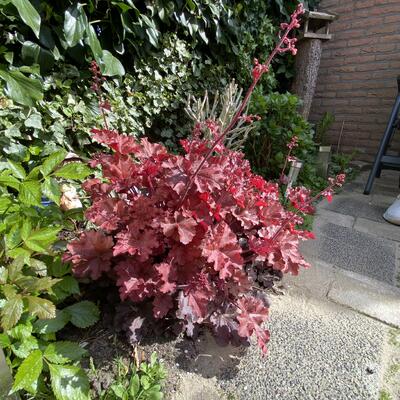 Heuchera INDIAN SUMMER 'Boysenberry' - 