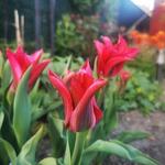 Tulipa 'Doll's Minuet' - 