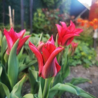 Tulipa 'Doll's Minuet'