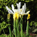 Iris hollandica 'Montecito' - 