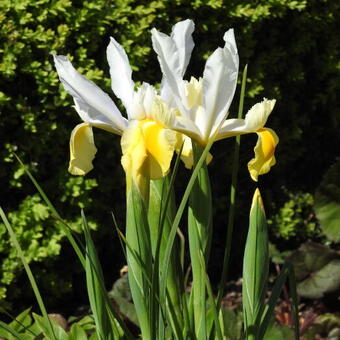 Iris hollandica 'Montecito'