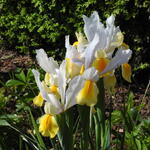 Iris hollandica 'Montecito' - 