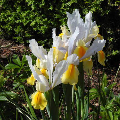 Iris hollandica 'Montecito' - 