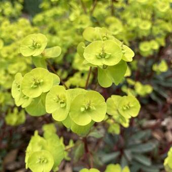 Euphorbia amygdaloides 'Purpurea'