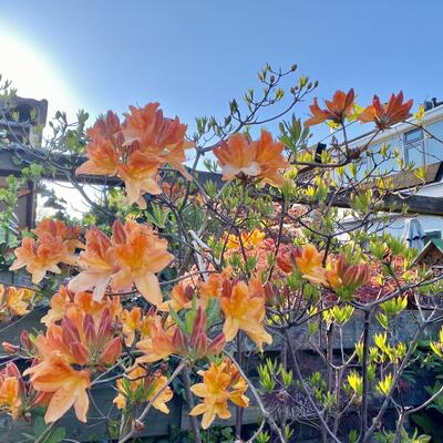 Rhododendron 'Frans van der Bom' - 