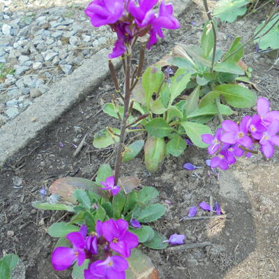 Arabis blepharophylla