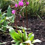 Dodecatheon pulchellum 'Red Wings' - 