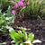 Dodecatheon pulchellum 'Red Wings'