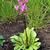 Dodecatheon pulchellum 'Red Wings'