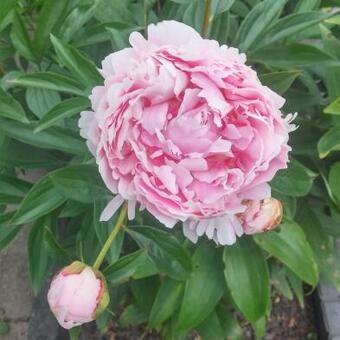 Paeonia lactiflora 'Sarah Bernhardt'