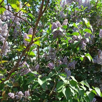 Syringa vulgaris (lilapaars)