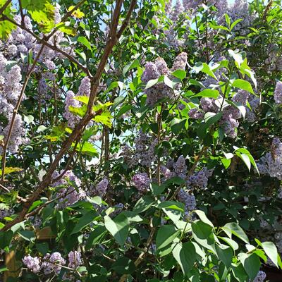 Syringa vulgaris (lilapaars) - 