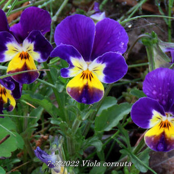 Viola cornuta