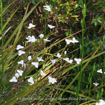 Libertia ixioides 'Helen Dillon Form'