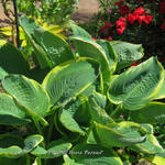 Hosta 'Parasol' - 