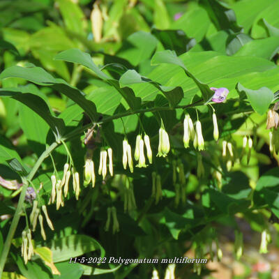 Sceau de Salomon multiflore - Polygonatum multiflorum 