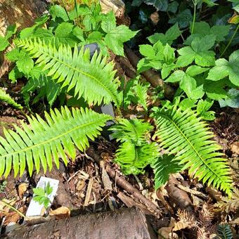 Blechnum nudum