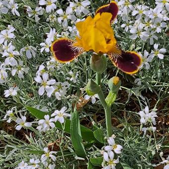 Iris 'Bumblebee Deelite'