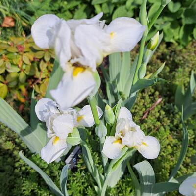 Iris 'Astra Girl' - 