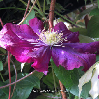 Clematis 'Niobe'