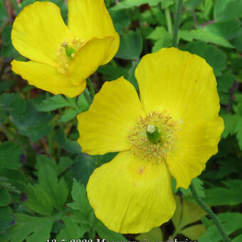 Meconopsis cambrica