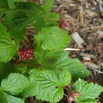 Rubus arcticus - Allackerbeere