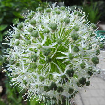 Allium stipitatum 'Mount Everest'