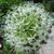 Allium stipitatum 'Mount Everest'