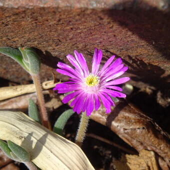 Delosperma WHEELS OF WONDER 'Hot Pink Wonder'