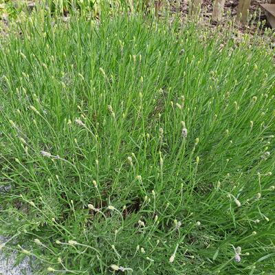 Lavandula angustifolia  'Munstead' - Lavandula angustifolia  'Munstead'