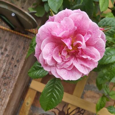 Rosa 'Camelot' (van Tantau) - 