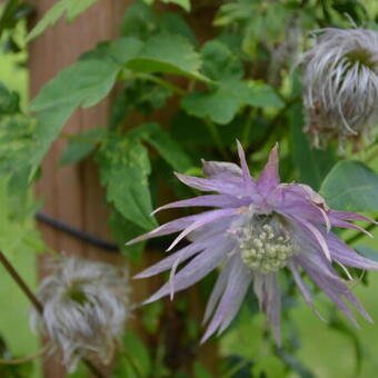 Clematis 'Sorbet'