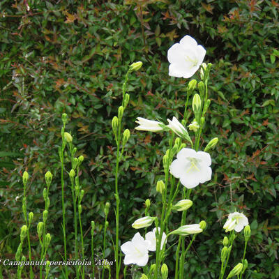 Campanula persicifolia 'Alba'