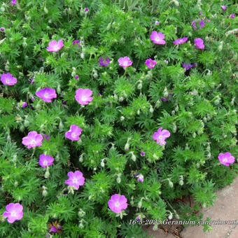 Geranium sanguineum