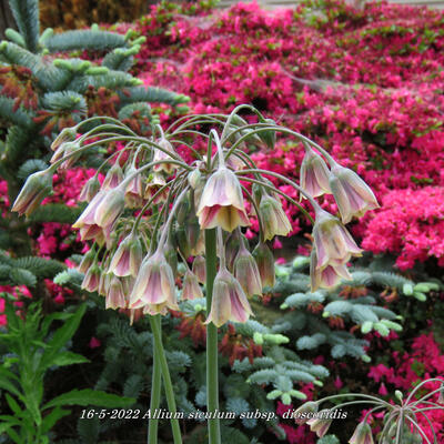 Allium siculum subsp. dioscoridis - 