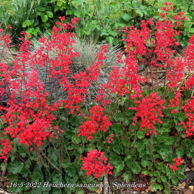 Heuchera sanguinea 'Splendens' - 